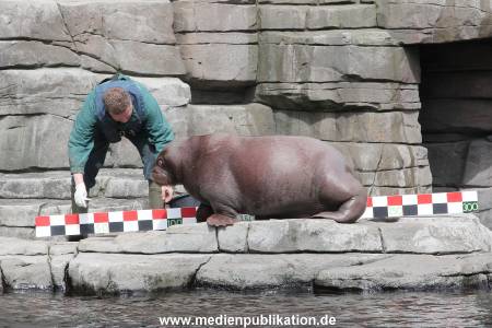 Hagenbeck Inevntur 07052015 011