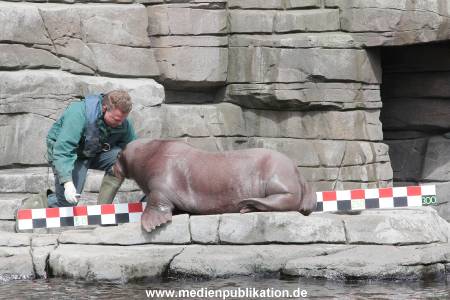 Hagenbeck Inevntur 07052015 012