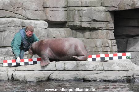 Hagenbeck Inevntur 07052015 013
