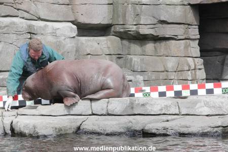Hagenbeck Inevntur 07052015 015
