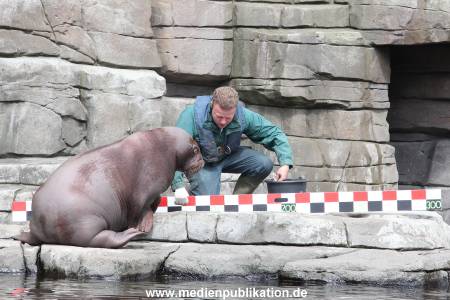 Hagenbeck Inevntur 07052015 016