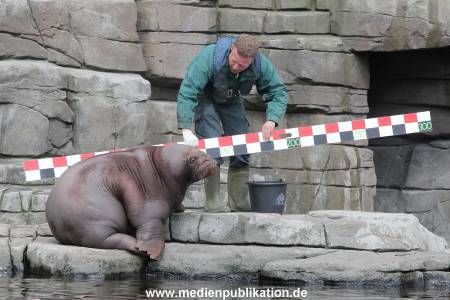 Hagenbeck Inevntur 07052015 017