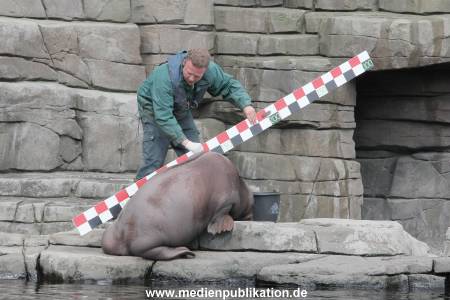 Hagenbeck Inevntur 07052015 019