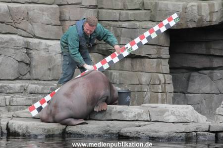 Hagenbeck Inevntur 07052015 020