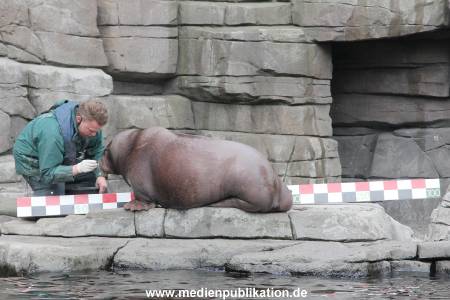 Hagenbeck Inevntur 07052015 021