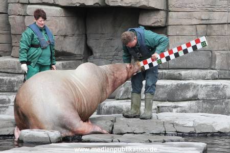 Hagenbeck Inevntur 07052015 022