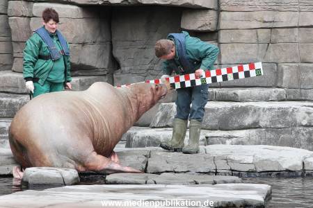 Hagenbeck Inevntur 07052015 023