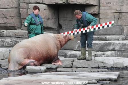 Hagenbeck Inevntur 07052015 024