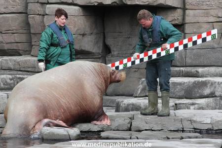 Hagenbeck Inevntur 07052015 025