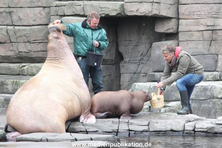 Hagenbeck Pilawa 13102015 006