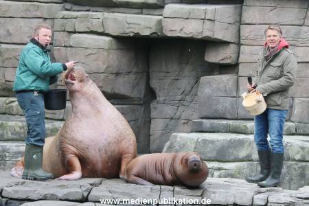 Hagenbeck Pilawa 13102015 035
