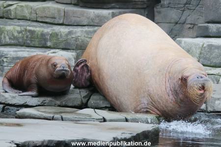 Hagenbeck Pilawa 13102015 074