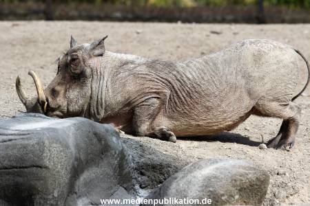 Hagenbeck Fruehling 12042012 067