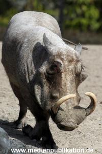 Hagenbeck Fruehling 12042012 068