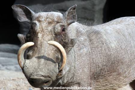 Hagenbeck Fruehling 12042012 069