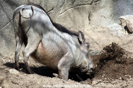 Hagenbeck Fruehling 12042012 070