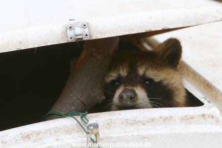 Zoo Solingen 062014 002