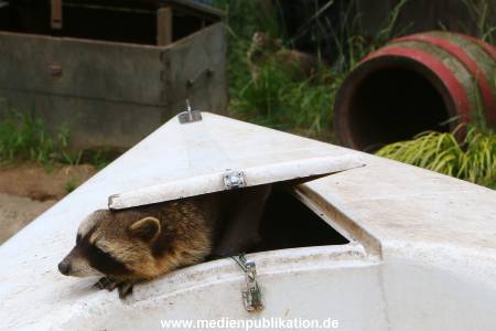 Zoo Solingen 062014 004
