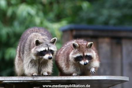 Zoo Solingen 062014 006