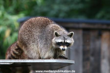 Zoo Solingen 062014 007