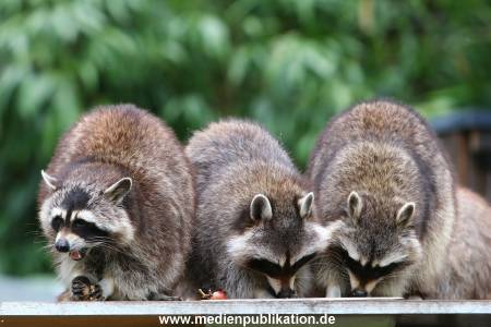 Zoo Solingen 062014 008