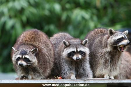 Zoo Solingen 062014 009