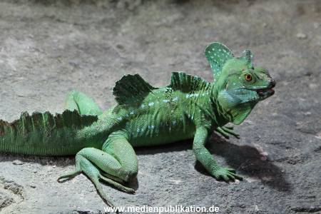 Hagenbeck Inventur 29122014 004