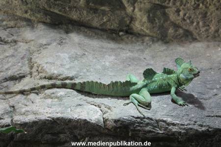 Hagenbeck Inventur 29122014 005