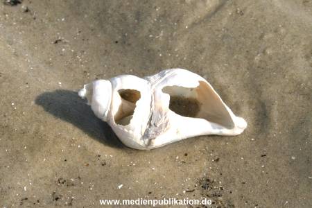 amrum 04 04 divers 003