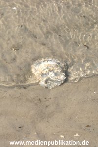 amrum 04 04 divers 009