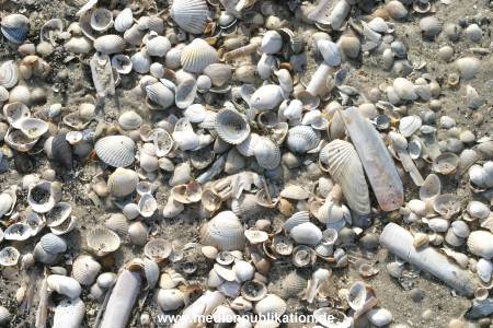 amrum 04 04 divers 010