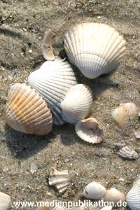 amrum 04 04 divers 011