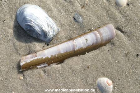 amrum 04 04 divers 012