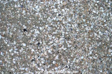 amrum 04 04 divers 027