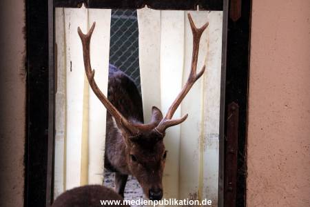 Hagenbeck Fruehling 12042012 040