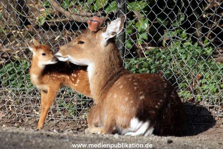Hagenbeck Fruehling 12042012 075