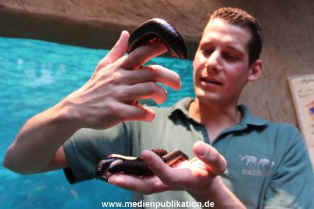 Hagenbeck 29112010 033