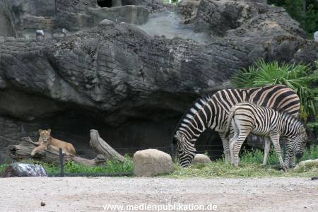 Hagenbeck 12062008 001