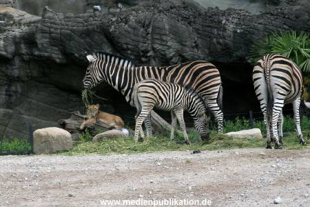 Hagenbeck 12062008 002