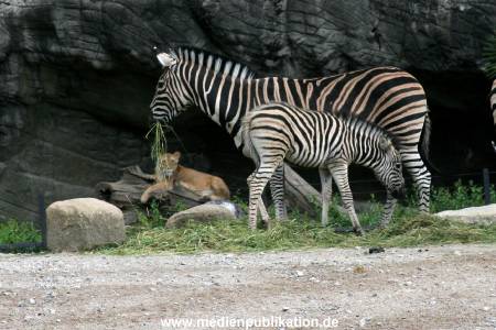 Hagenbeck 12062008 003