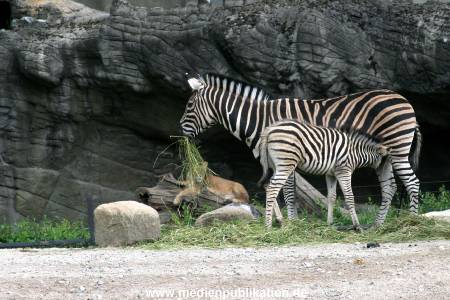 Hagenbeck 12062008 004