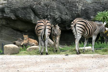 Hagenbeck 12062008 005