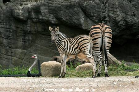 Hagenbeck 12062008 006