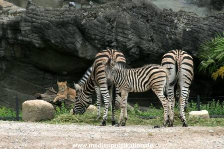 Hagenbeck 12062008 007