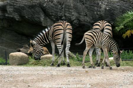 Hagenbeck 12062008 008