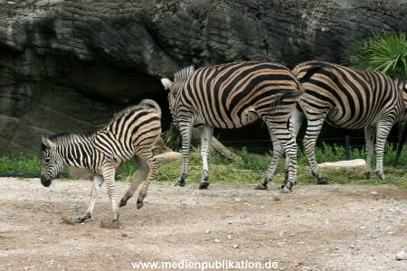 Hagenbeck 12062008 009