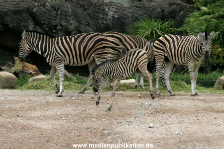 Hagenbeck 12062008 010