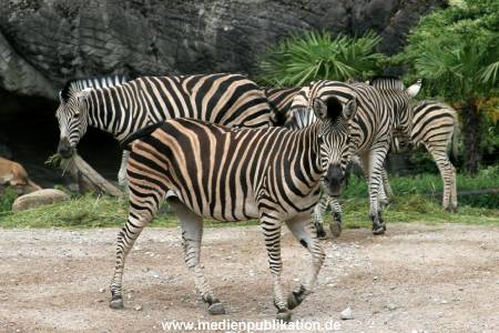 Hagenbeck 12062008 011