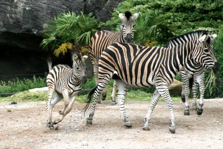 Hagenbeck 12062008 012
