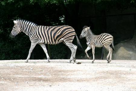 Hagenbeck 12062008 013